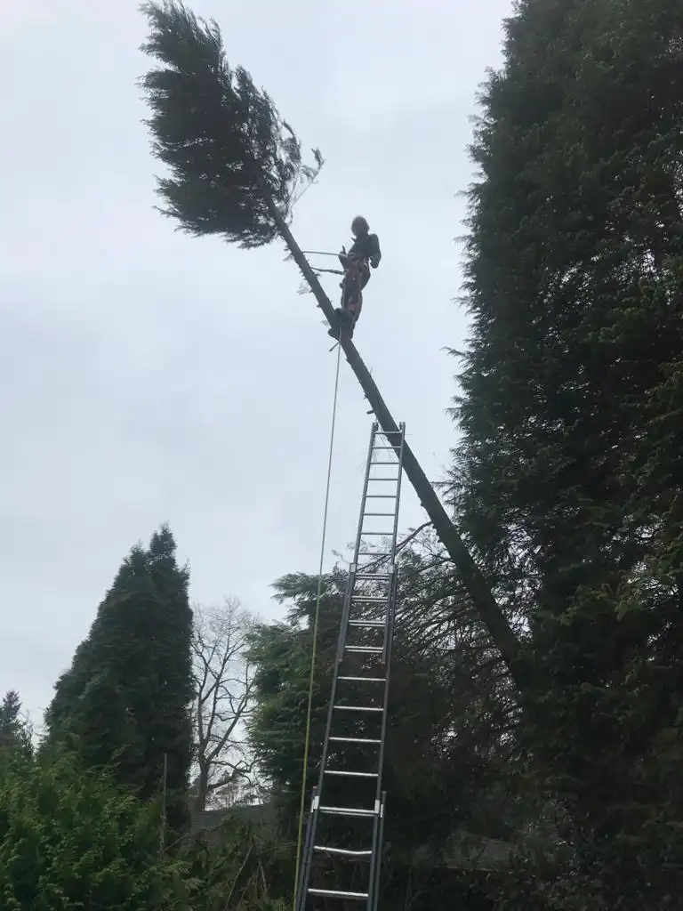Nathan zaagt de top uit een hoge conifeer vanaf een ladder, de top valt weg