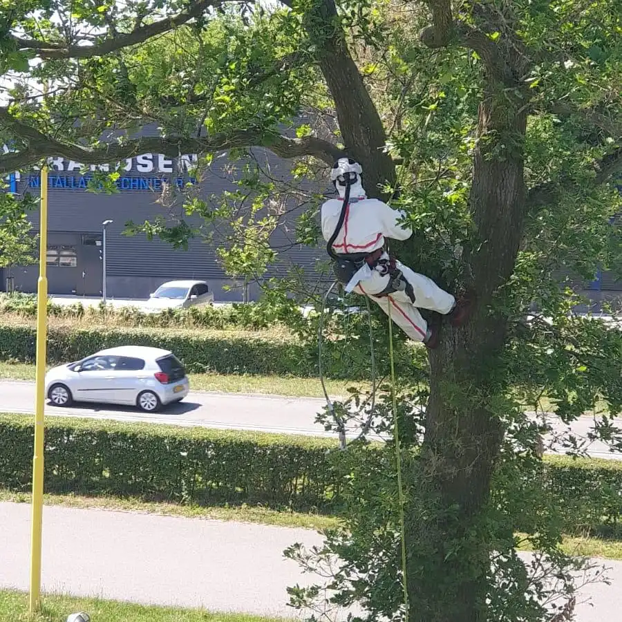 Boomverzorger in wit beschermpak klimt in een eik langs de weg om eikenprocessierupsnesten te verwijderen
